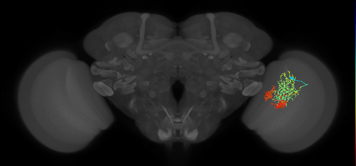 TmY16_R (MaleCNS:21916)