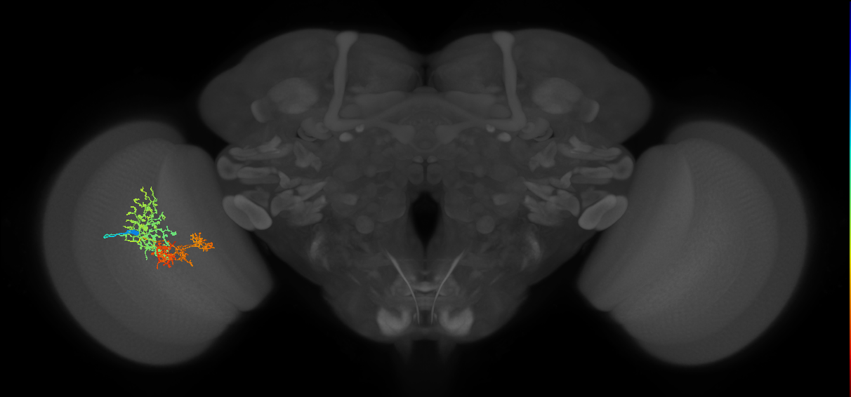 TmY16_L (MaleCNS:25325)