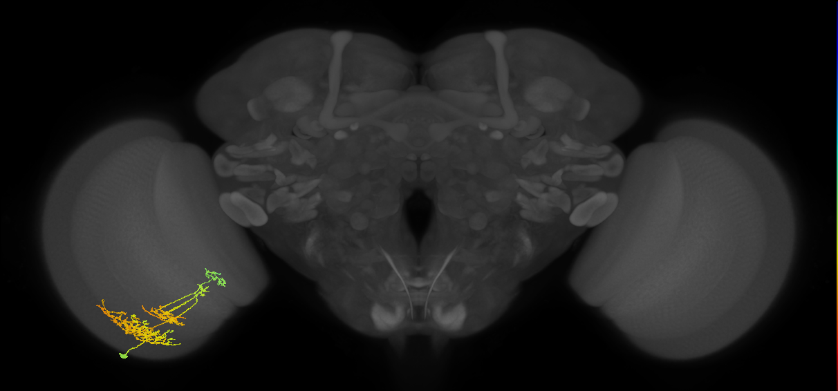TmY16_L (MaleCNS:28298)