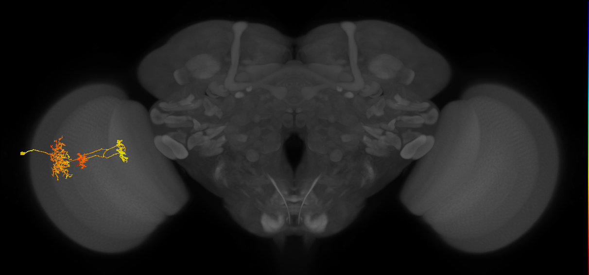 TmY16_L (MaleCNS:27568)