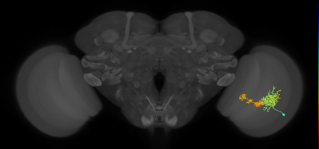 TmY16_R (MaleCNS:23353)