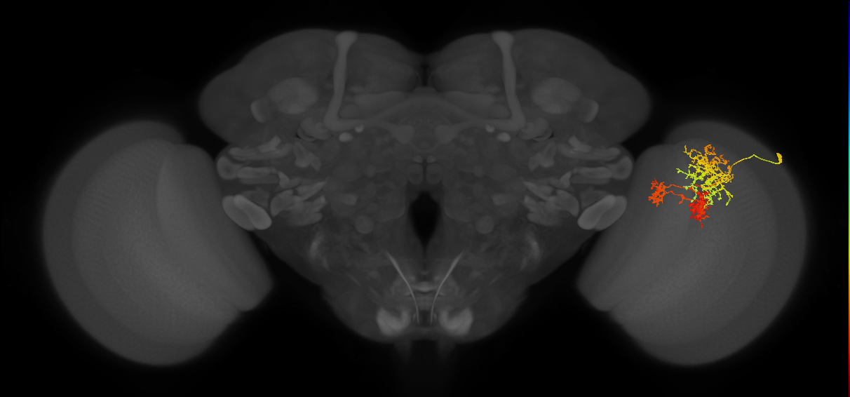 TmY16_R (MaleCNS:22616)