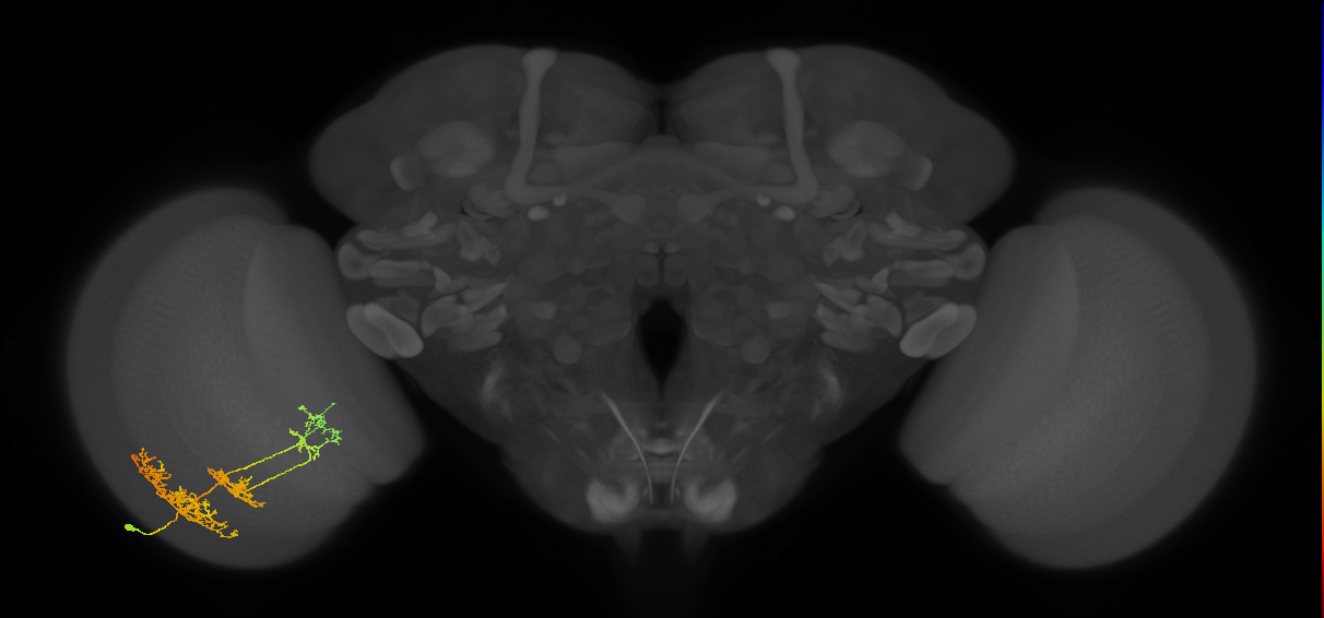 TmY16_L (MaleCNS:28792)