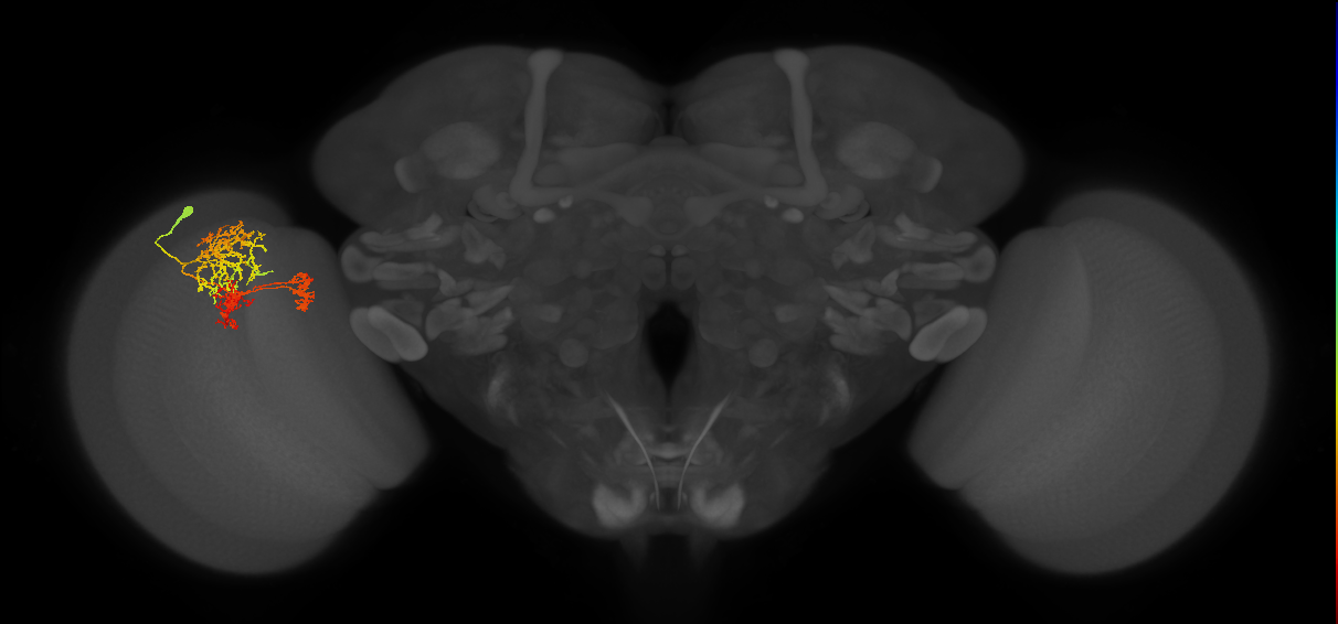 TmY16_L (MaleCNS:60873)