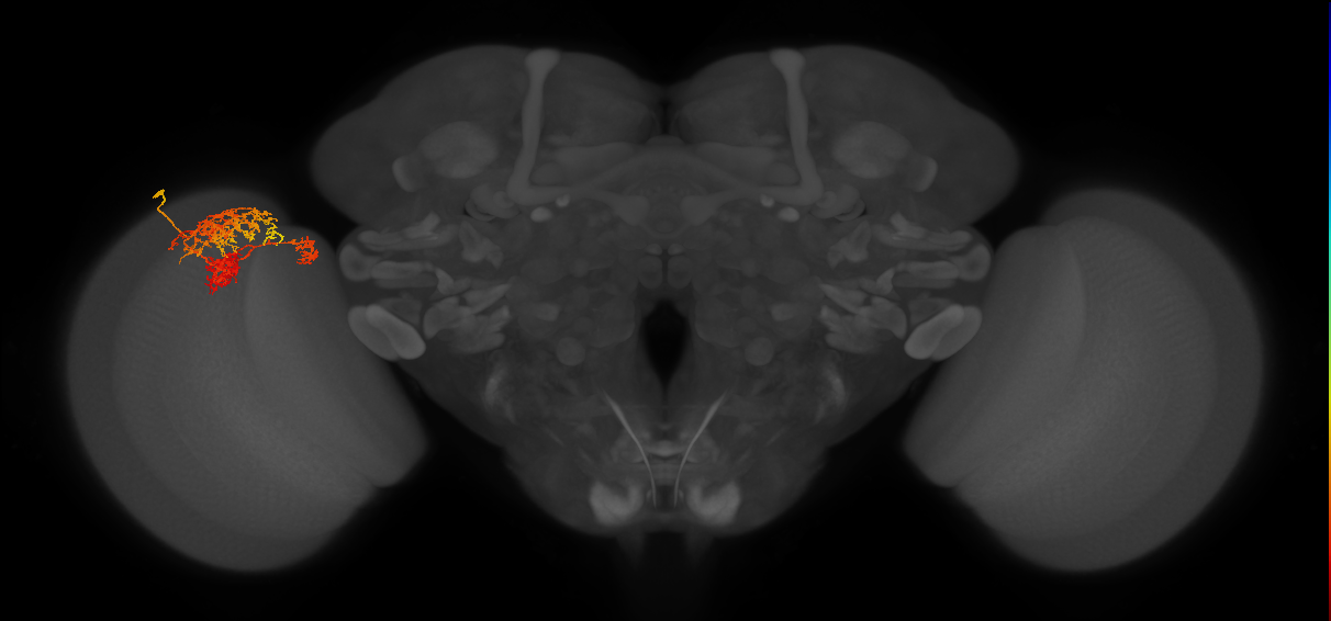 TmY16_L (MaleCNS:31615)