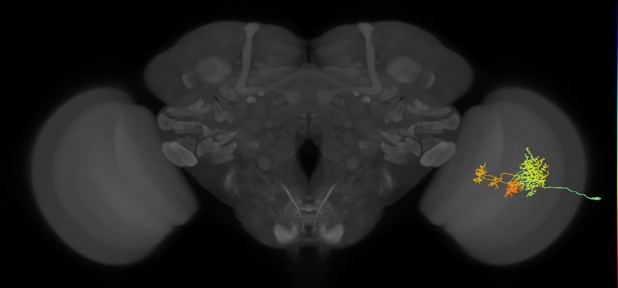 TmY16_R (MaleCNS:23182)