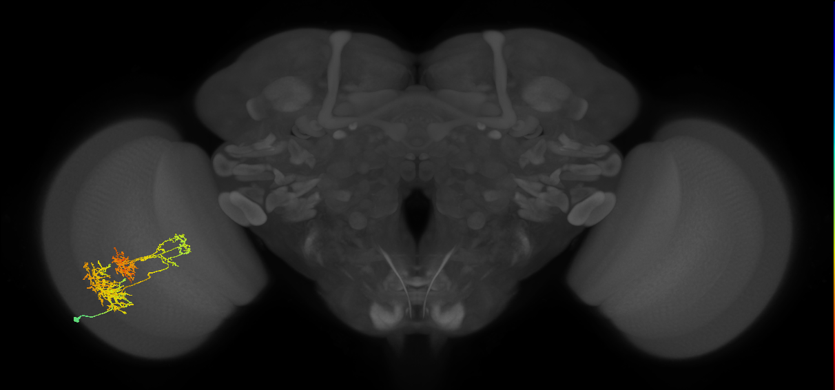 TmY16_L (MaleCNS:26125)
