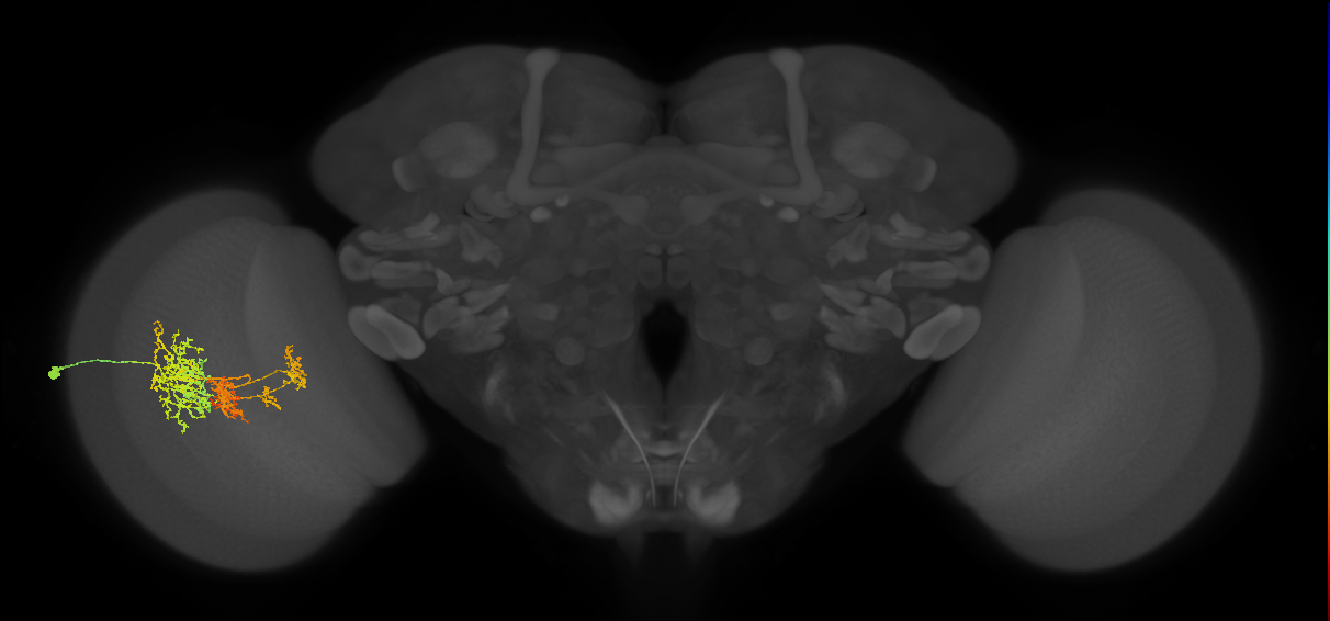 TmY16_L (MaleCNS:24002)
