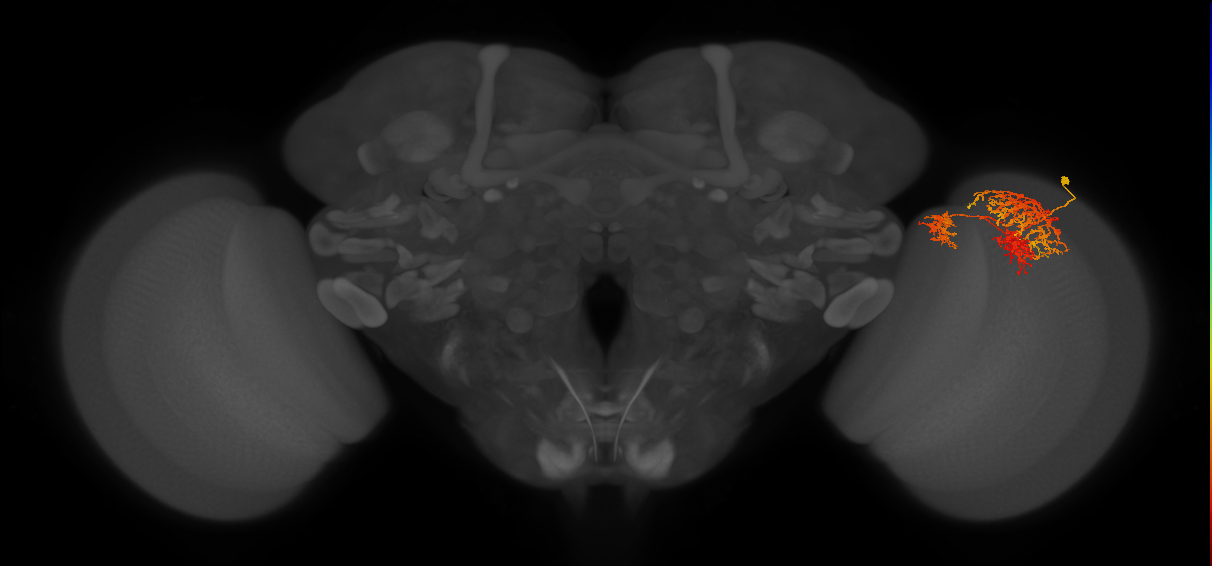 TmY16_R (MaleCNS:23996)