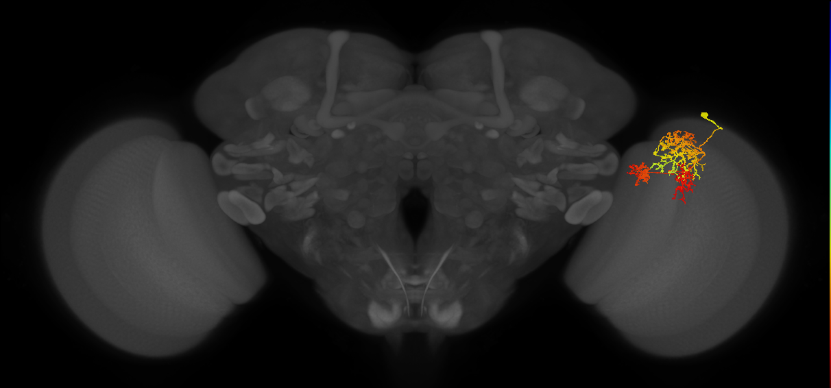 TmY16_R (MaleCNS:24445)