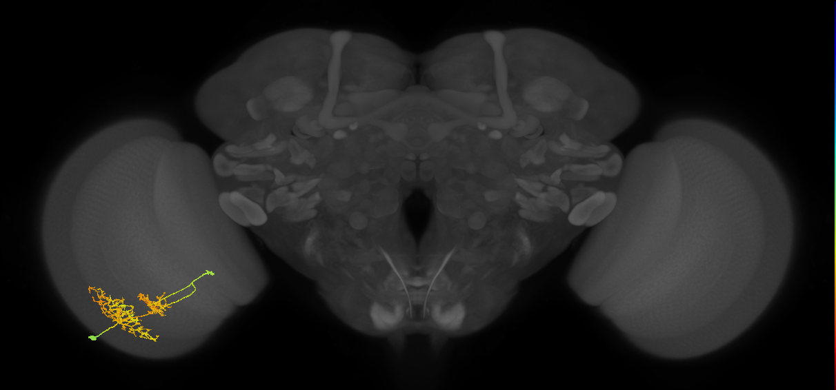 TmY16_L (MaleCNS:29504)
