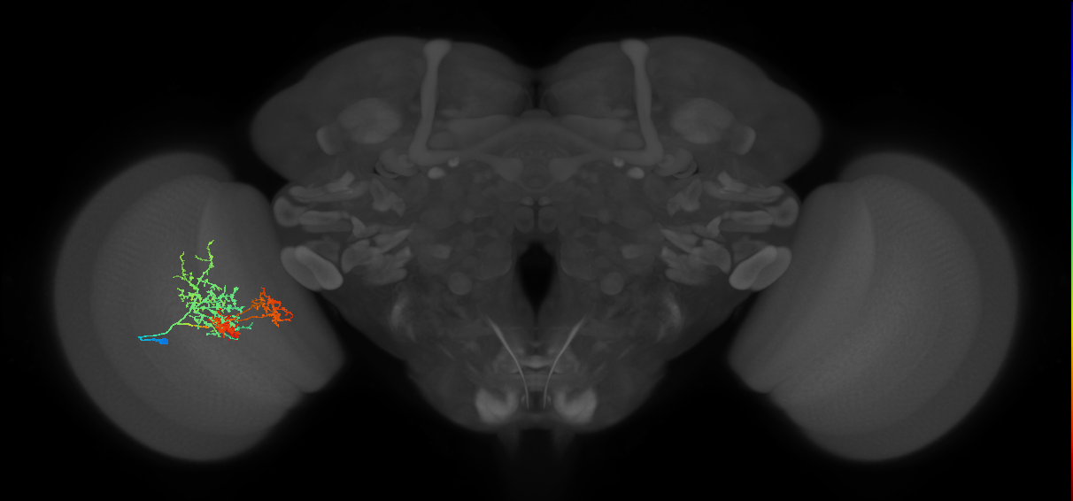 TmY16_L (MaleCNS:13536)