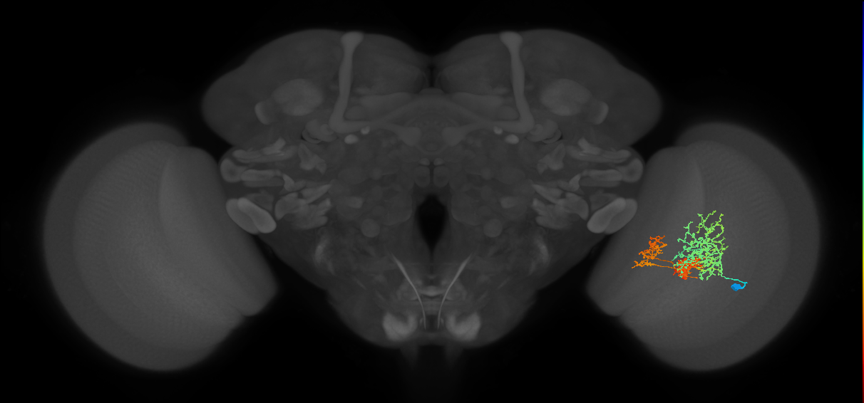 TmY16_R (MaleCNS:20419)