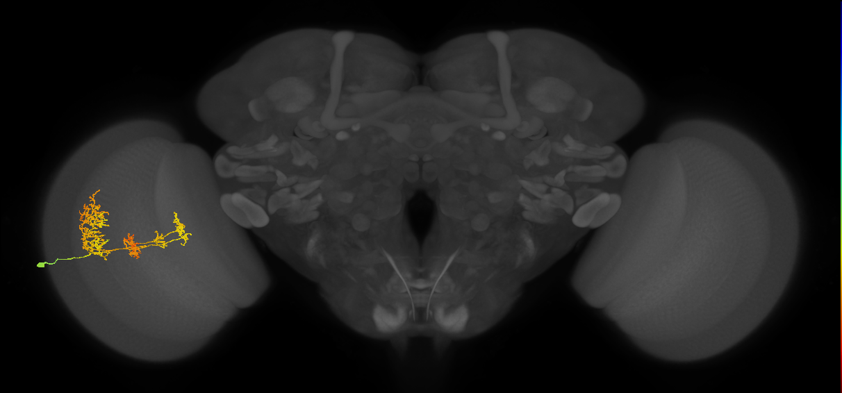 TmY16_L (MaleCNS:518892)