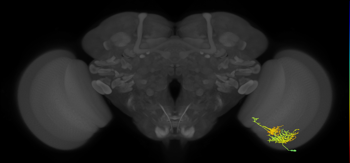 TmY16_R (MaleCNS:27391)
