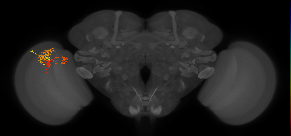 TmY16_L (MaleCNS:27485)