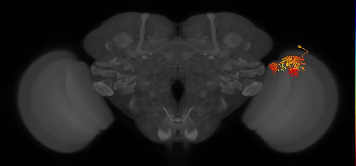 TmY16_R (MaleCNS:23676)