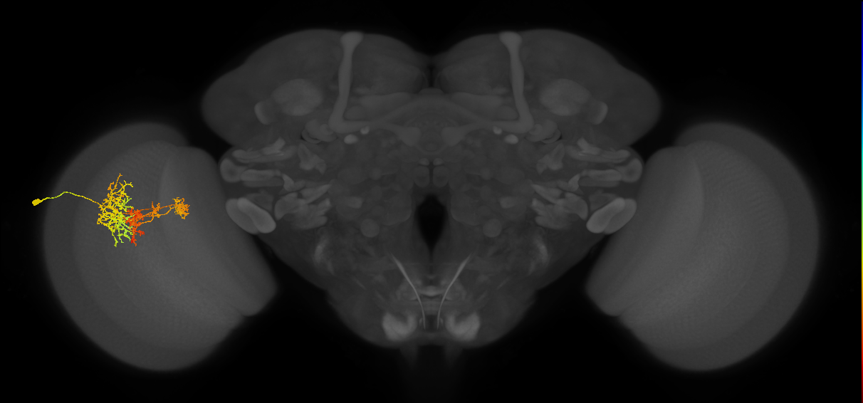 TmY16_L (MaleCNS:23785)
