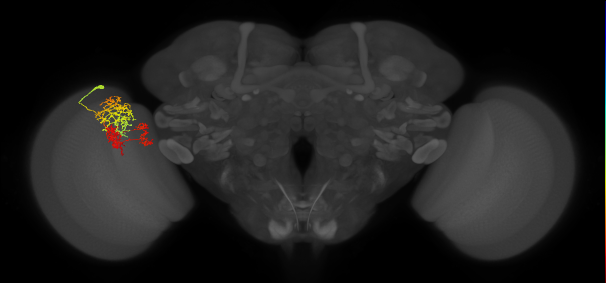 TmY16_L (MaleCNS:24262)
