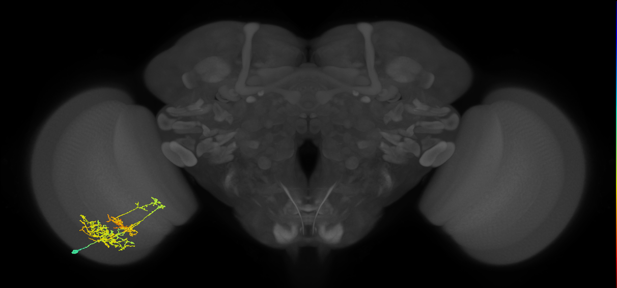 TmY16_L (MaleCNS:532809)