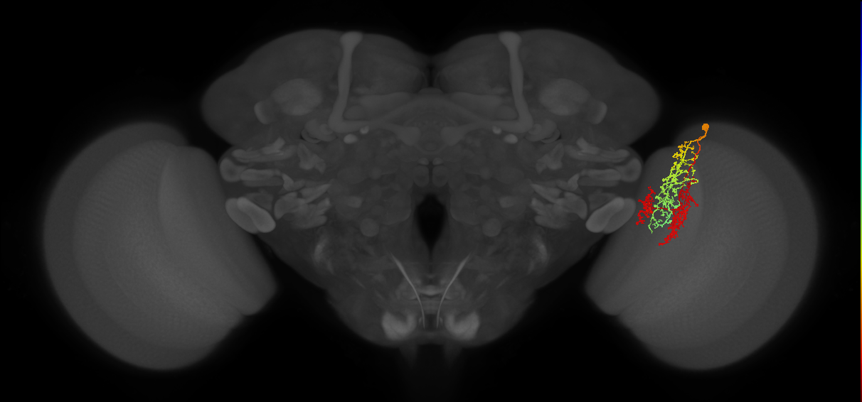 TmY16_R (MaleCNS:27978)