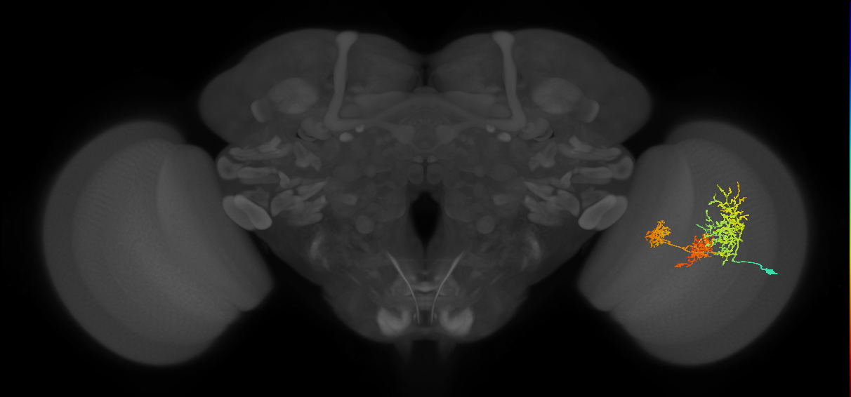 TmY16_R (MaleCNS:21359)