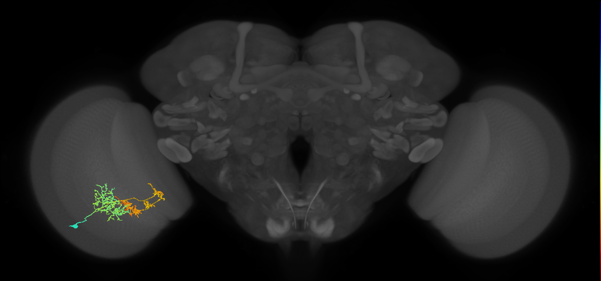 TmY16_L (MaleCNS:529325)