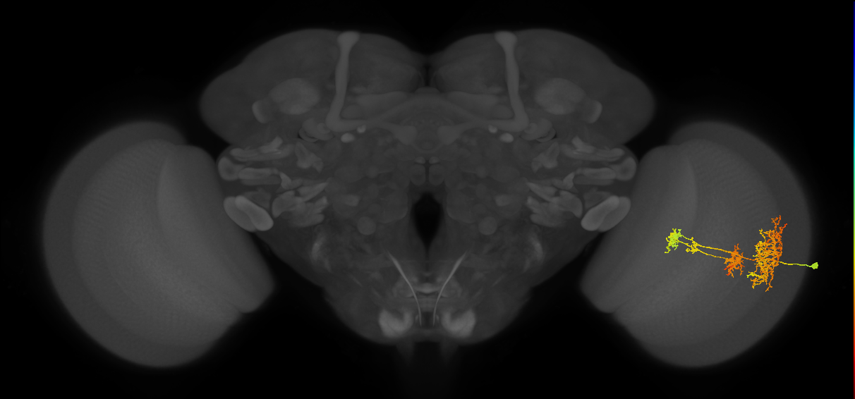 TmY16_R (MaleCNS:22143)