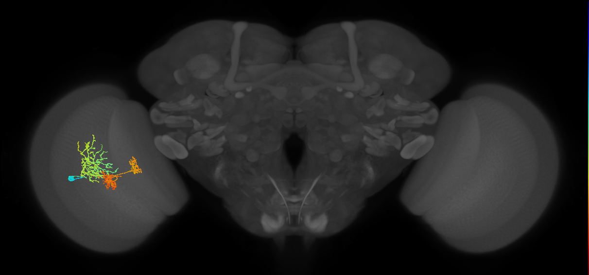 TmY16_L (MaleCNS:526239)