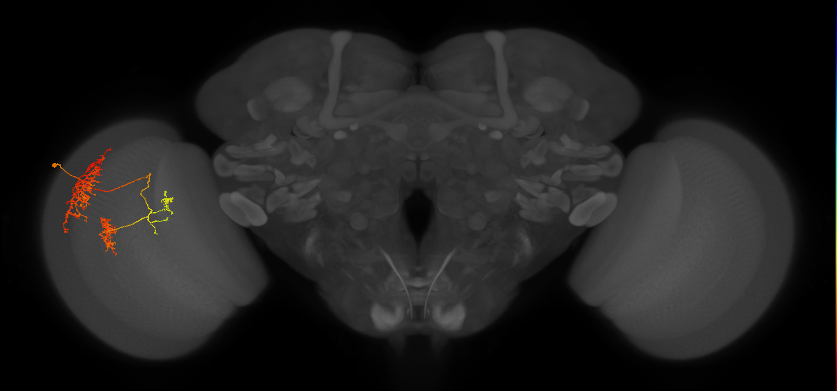 TmY16_L (MaleCNS:27683)