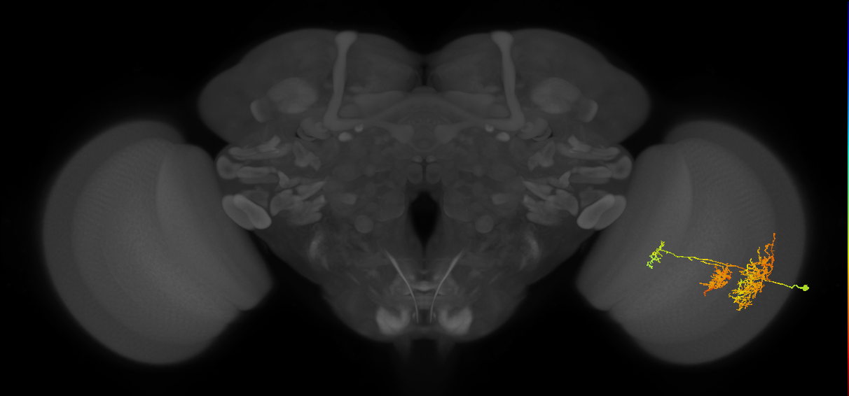 TmY16_R (MaleCNS:21853)