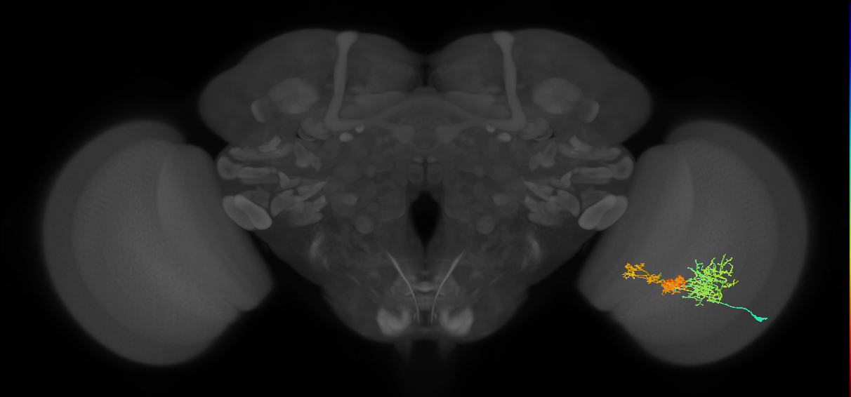 TmY16_R (MaleCNS:23670)