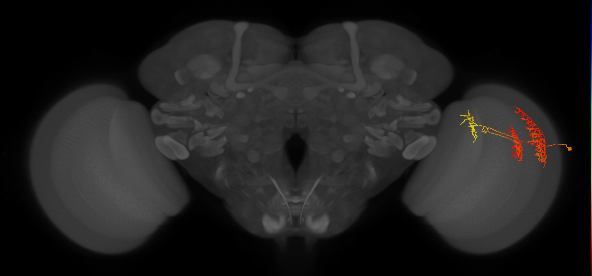 TmY16_R (MaleCNS:28061)