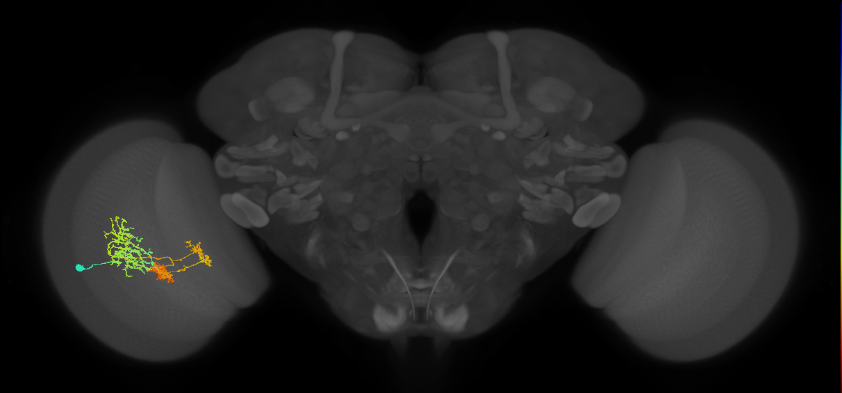 TmY16_L (MaleCNS:21867)