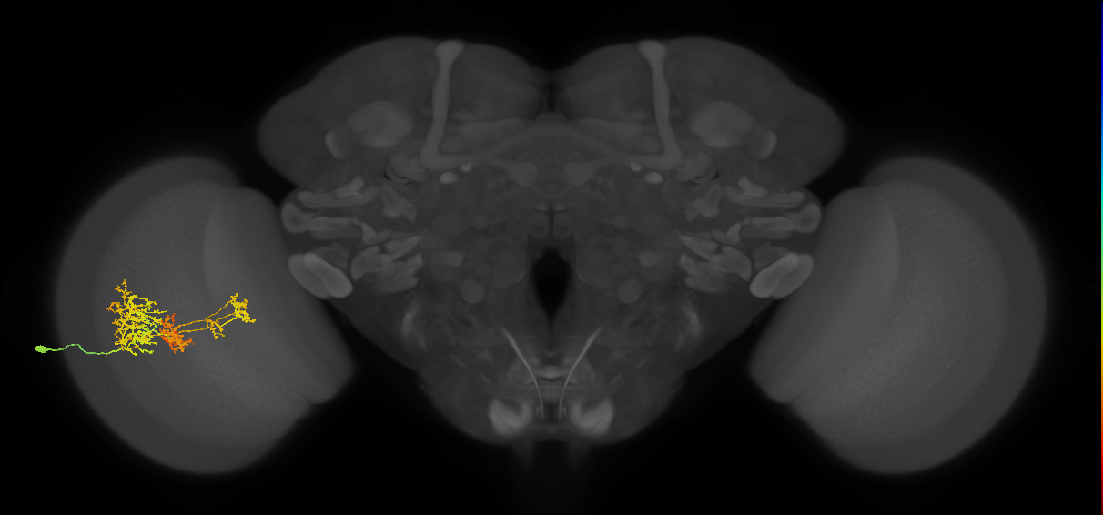 TmY16_L (MaleCNS:513964)