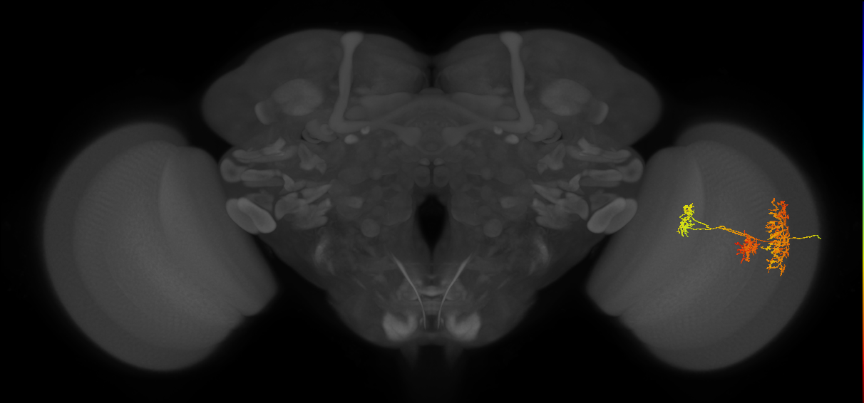 TmY16_R (MaleCNS:31098)