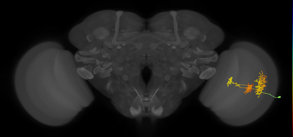 TmY16_R (MaleCNS:22057)