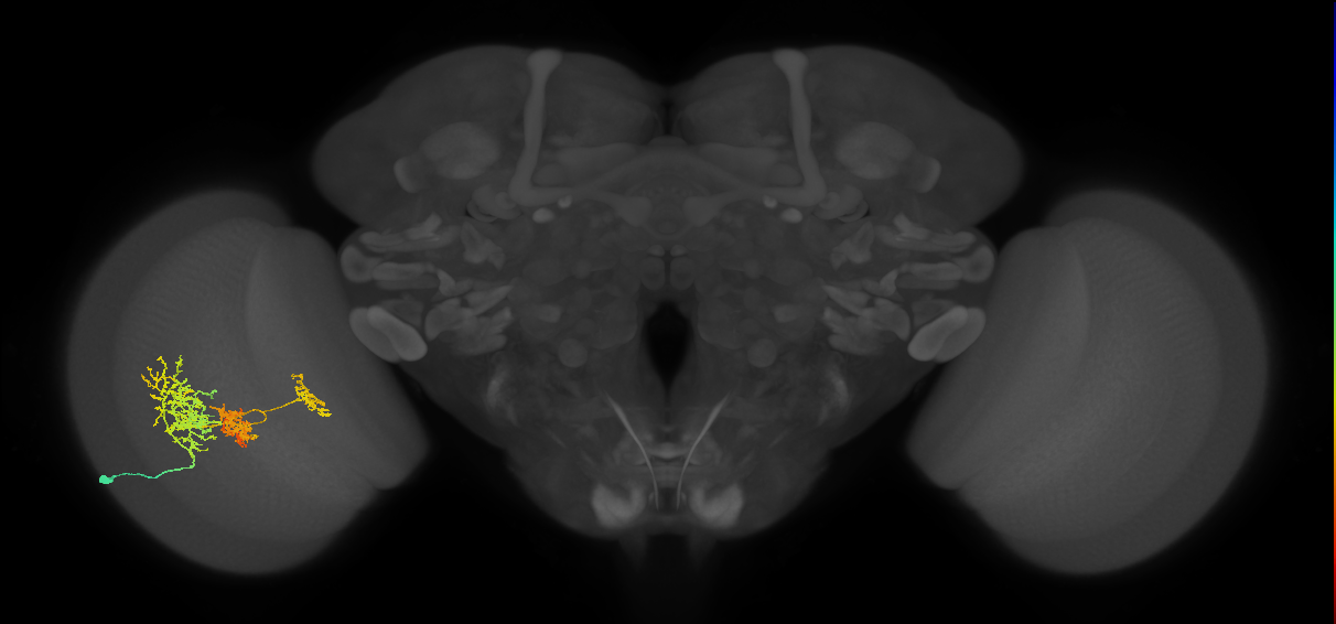 TmY16_L (MaleCNS:517812)