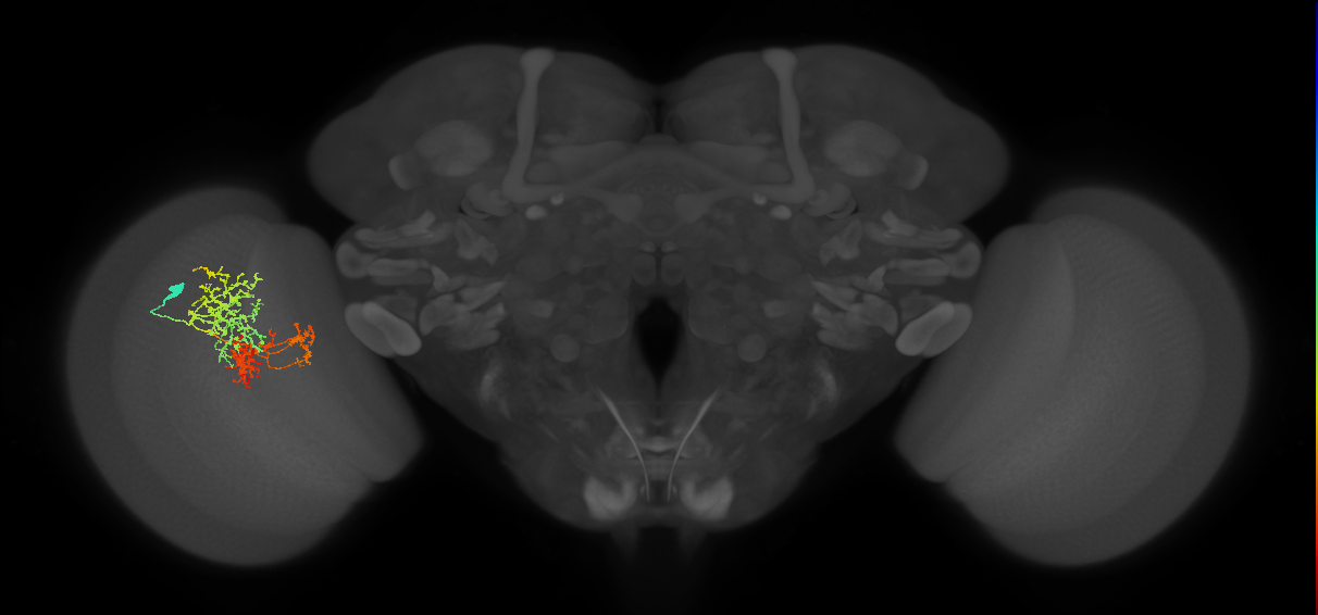 TmY16_L (MaleCNS:28517)