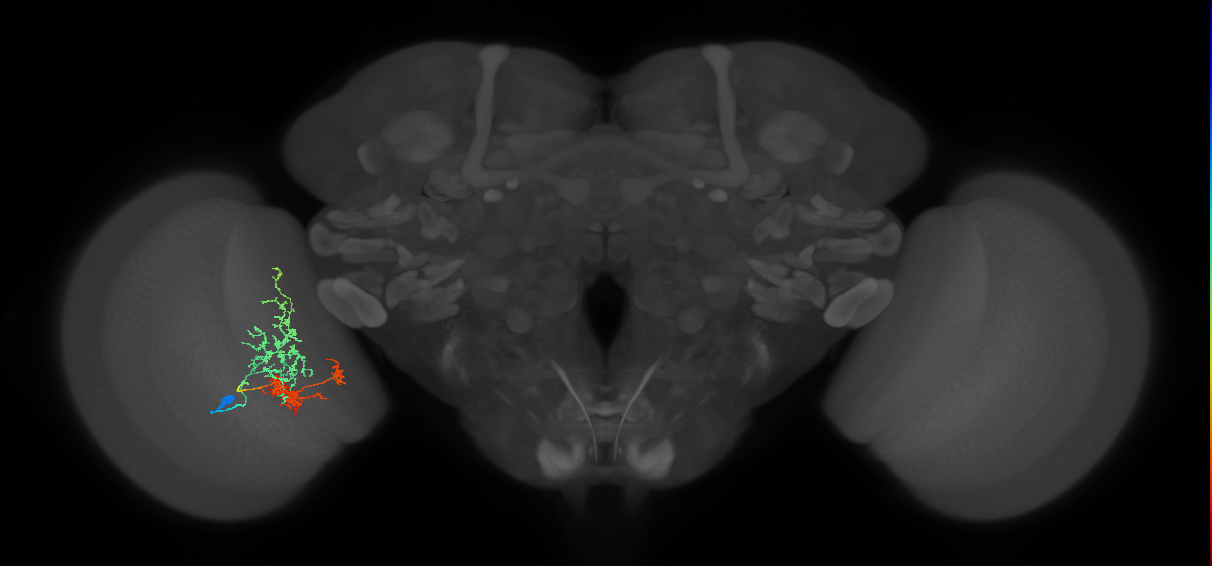 TmY16_L (MaleCNS:536037)