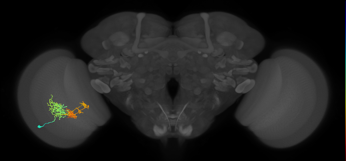 TmY16_L (MaleCNS:23289)