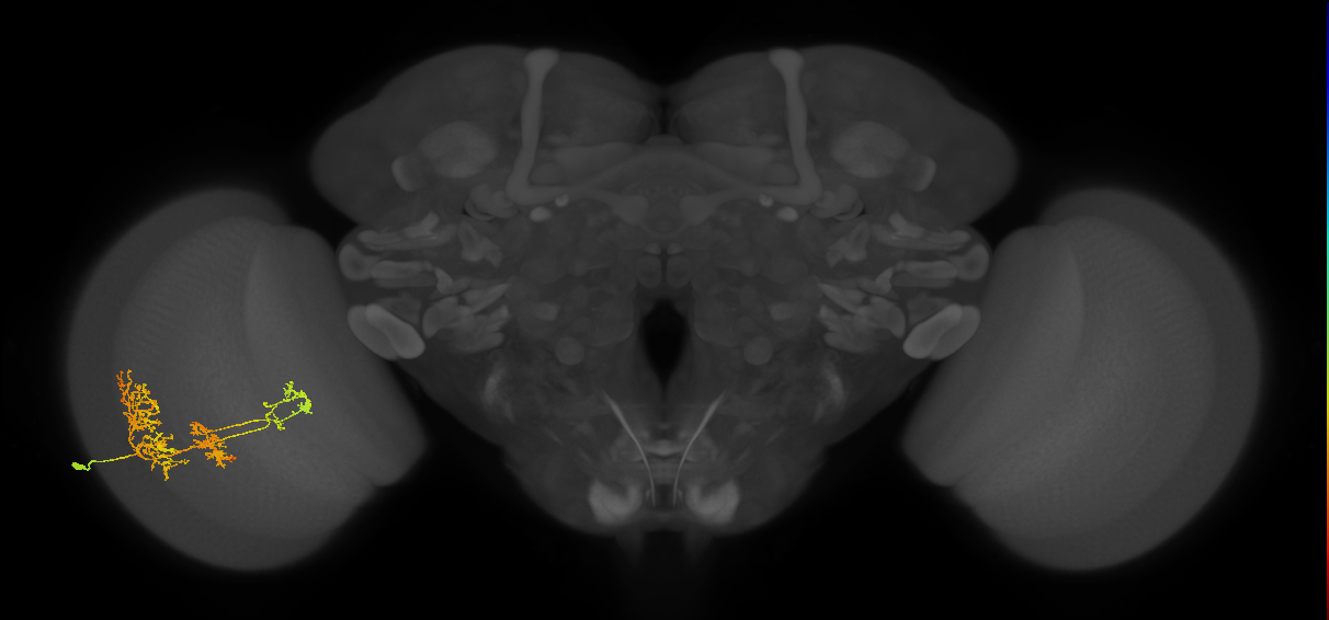 TmY16_L (MaleCNS:524774)