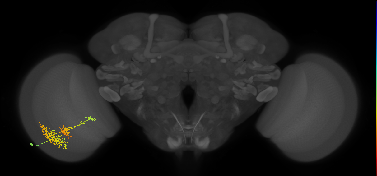 TmY16_L (MaleCNS:24677)