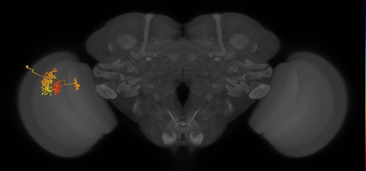 TmY16_L (MaleCNS:25923)