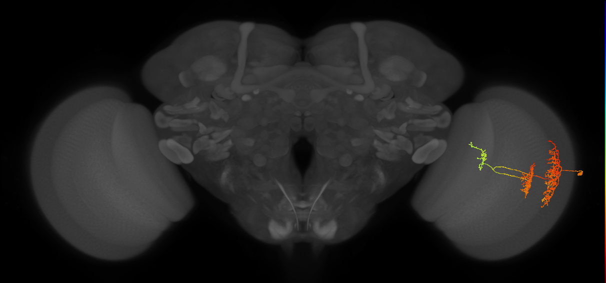 TmY16_R (MaleCNS:26358)