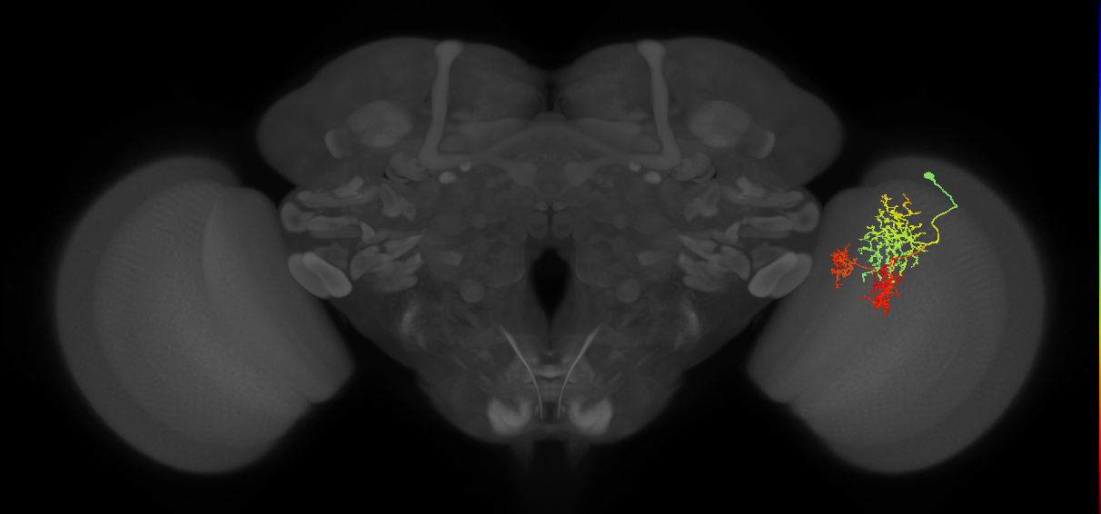 TmY16_R (MaleCNS:24999)