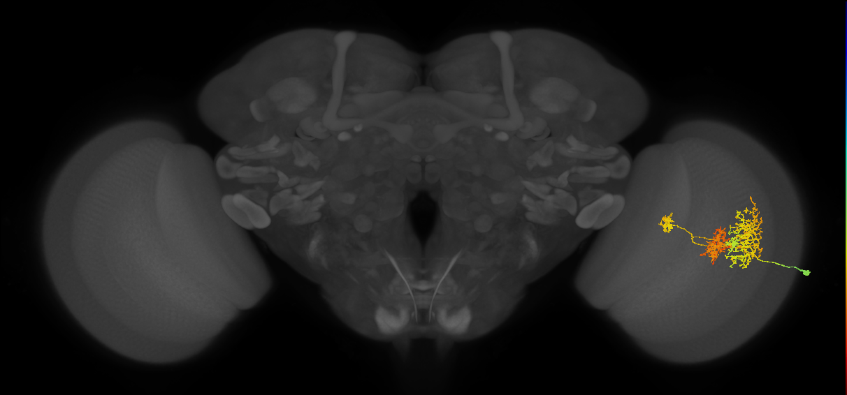 TmY16_R (MaleCNS:21936)