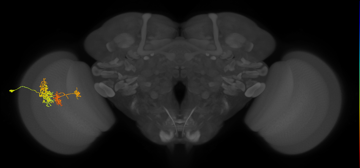 TmY16_L (MaleCNS:26651)