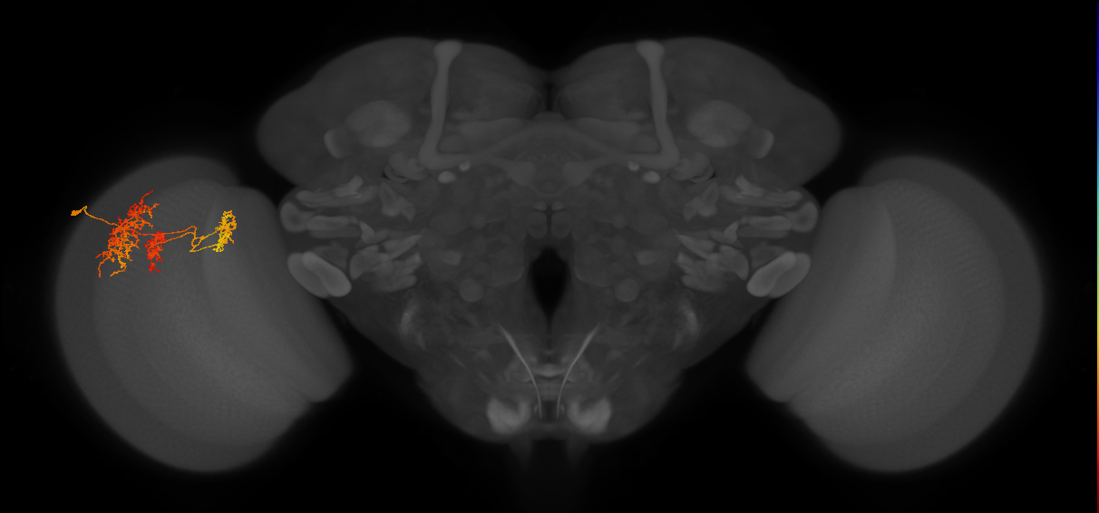 TmY16_L (MaleCNS:28344)