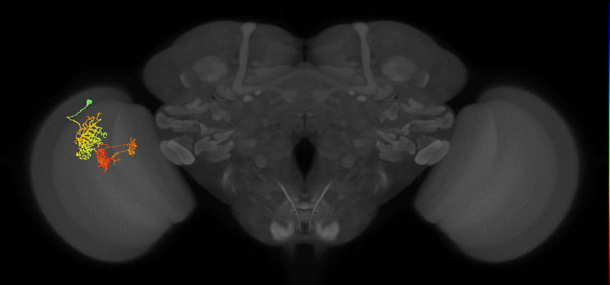 TmY16_L (MaleCNS:22385)
